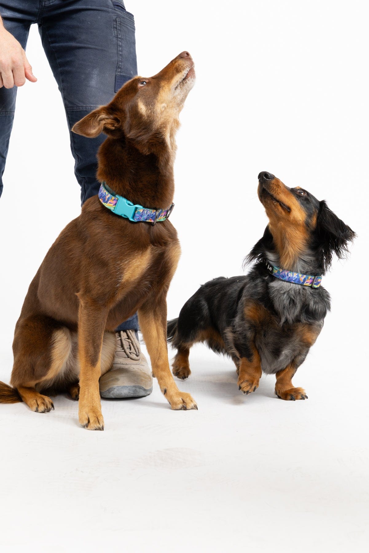 TradeMutt Pets Daydreamin' Dog Collar & Leash Set Daydreamin' Dog Collar & Leash Set