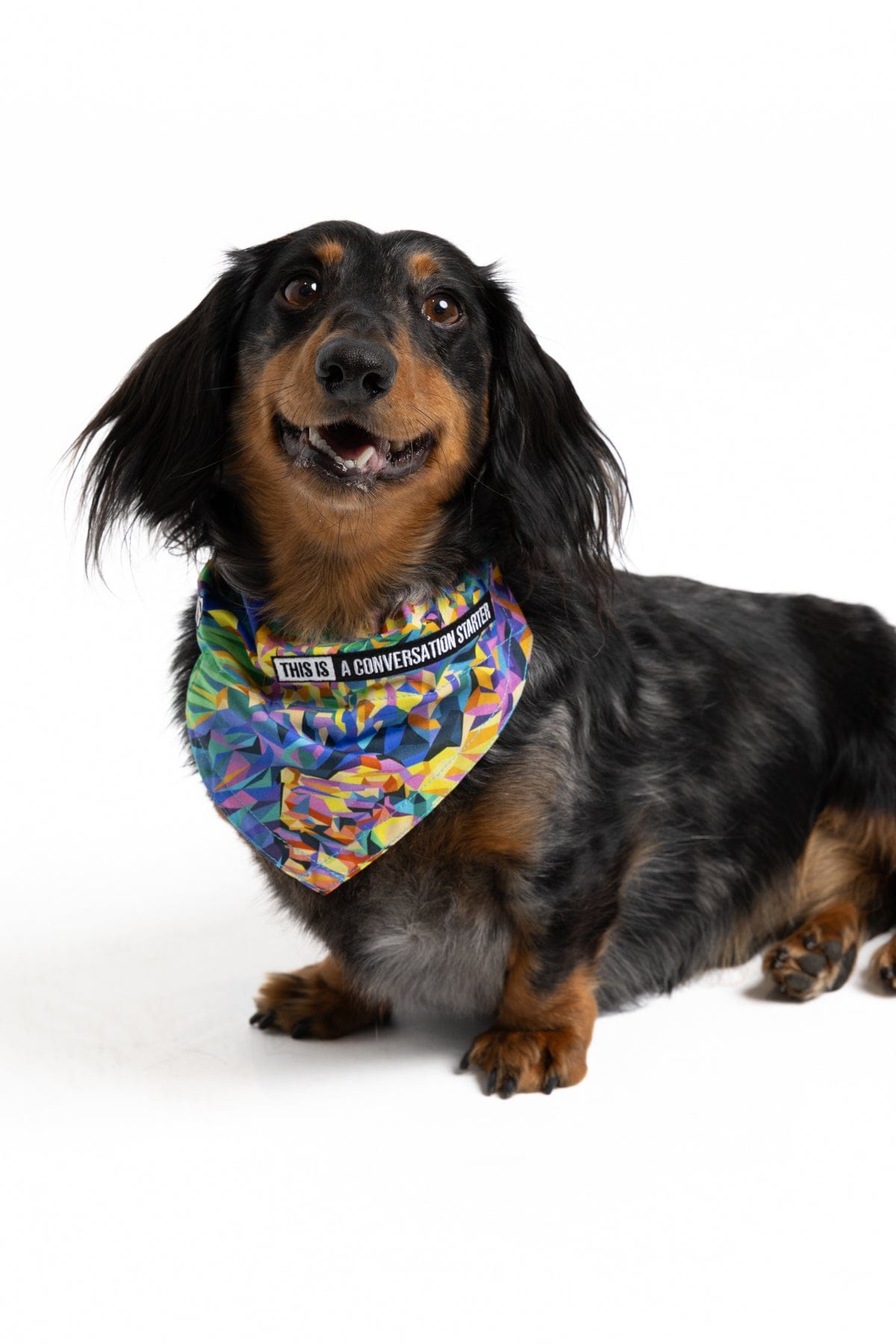 Daydreamin' Dog Bandana