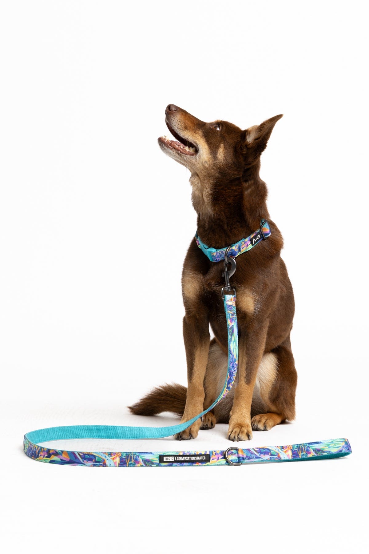TradeMutt Pets Daydreamin' Dog Collar & Leash Set Daydreamin' Dog Collar & Leash Set