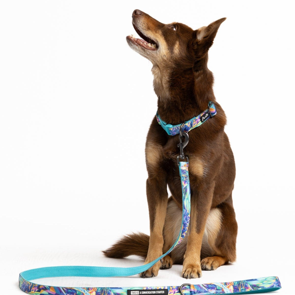 Daydreamin' Dog Collar & Leash Set