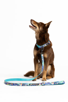TradeMutt Pets Daydreamin' Dog Collar & Leash Set Daydreamin' Dog Collar & Leash Set
