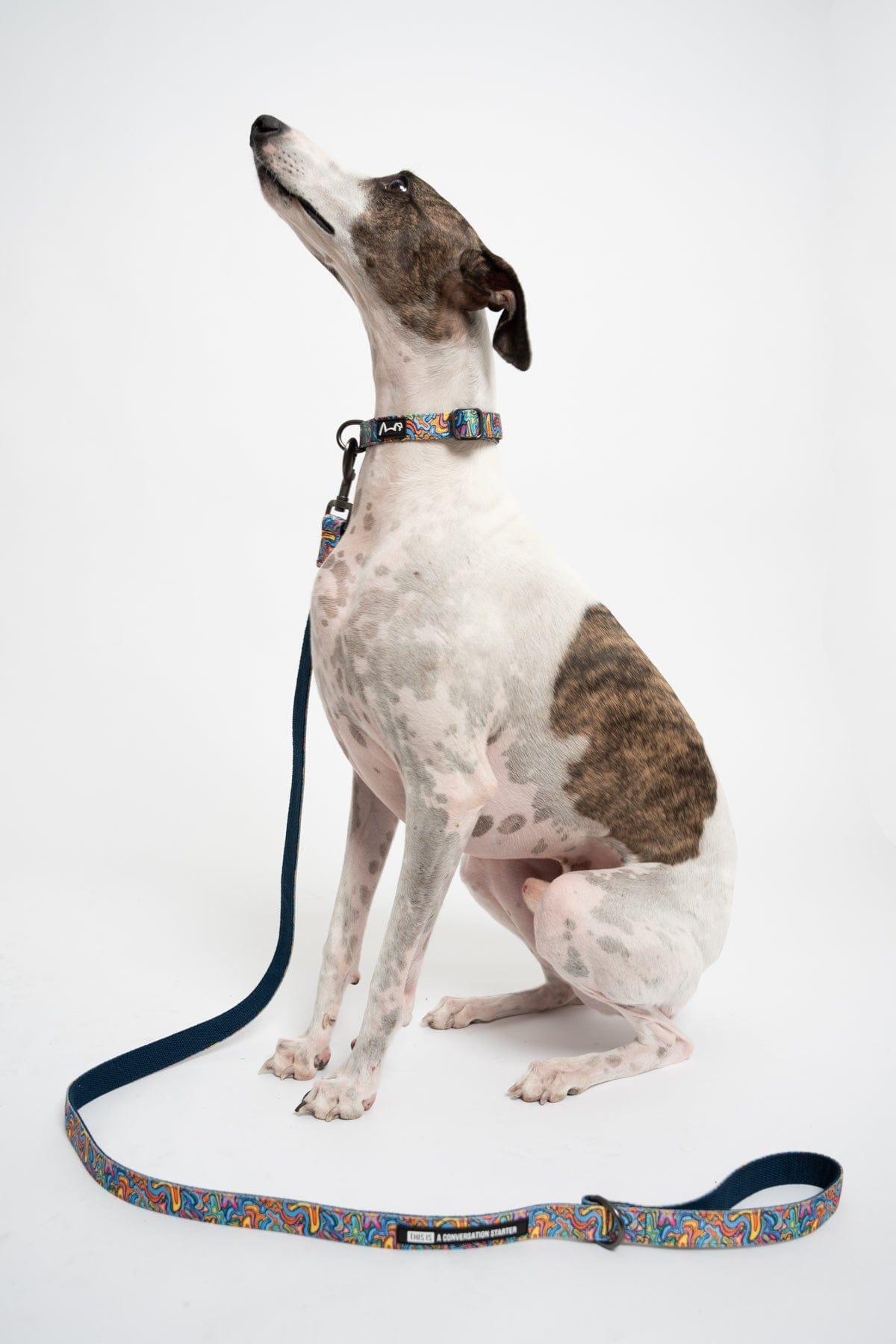 Splatisfaction Dog Collar & Leash Set